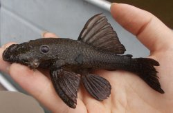 Ancistrus cuiabae - Click for species page