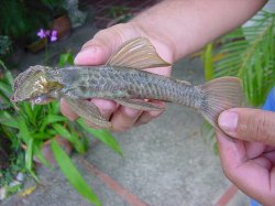 Ancistrus gymnorhynchus - Click for species page