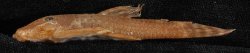 Ancistrus heterorhynchus - Click for species page