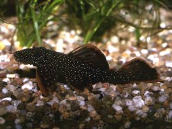 Ancistrus hoplogenys - Click for species page