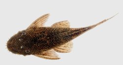 Ancistrus leucostictus - Click for species page