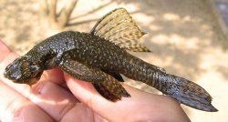 Ancistrus martini - Click for species page