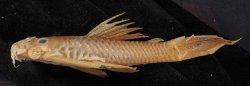 Ancistrus occidentalis - Click for species page