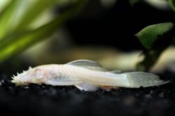 Ancistrus sp. (3)
