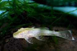 Ancistrus sp. (3)
