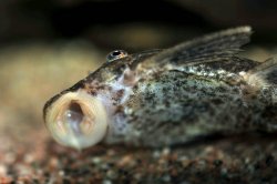Ancistrus sp. (3)