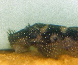 Ancistrus sp. (L120)