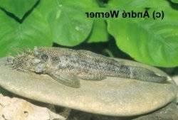 Ancistrus sp. (L125)