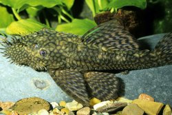 Ancistrus sp. (L156) - Click for species page