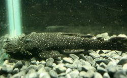 Ancistrus sp. (L255) - Click for species page