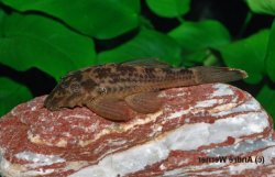 Ancistrus sp. (L338) - Click for species page