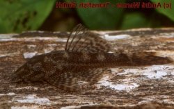 Ancistrus sp. (L357)