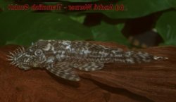 Ancistrus sp. (L378) - Click for species page