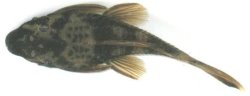 Ancistrus sp. (LDA016)