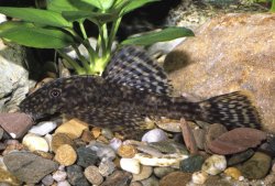 Ancistrus sp. `RIO ORGONABO` - Click for species page