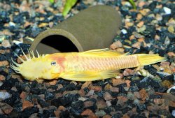 Ancistrus sp. (4) - Click for species page