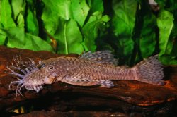 Ancistrus sp. (7) - Click for species page