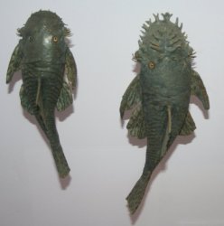 Ancistrus stigmaticus - Click for species page