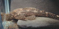 Ancistrus tamboensis - Click for species page