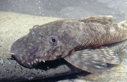 Ancistrus triradiatus