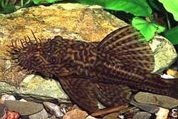 Ancistrus yanesha - Click for species page