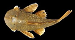 Andeancistrus platycephalus - Click for species page