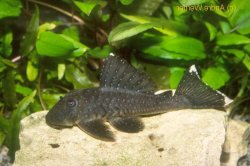 Baryancistrus hadrostomus - Click for species page