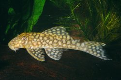 Baryancistrus sp. (L019) - Click for species page