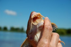 Brochiloricaria chauliodon