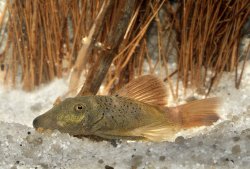 Chaetostoma aff. lineopunctatum