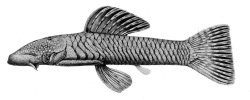 Chaetostoma anomalum - Click for species page