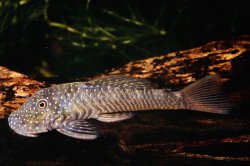 Chaetostoma dorsale