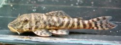 Chaetostoma leucomelas - Click for species page