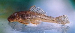 Chaetostoma taczanowskii - Click for species page