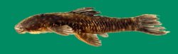Corymbophanes andersoni - Click for species page