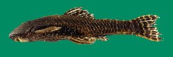 Corymbophanes kaiei - Click for species page
