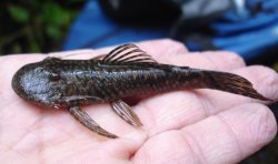 Dolichancistrus atratoensis - Click for species page