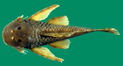 Dolichancistrus cobrensis - Click for species page