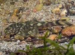 Guyanancistrus megastictus