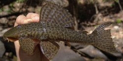 Hemiancistrus cerrado - Click for species page