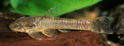 Hisonotus hungy - Click for species page