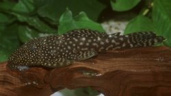 Hopliancistrus munduruku - Click for species page