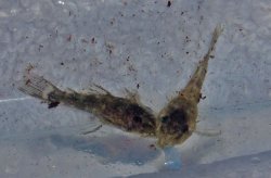 Hypancistrus lunaorum