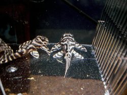 Hypancistrus sp. (L287)