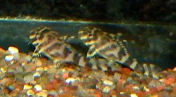 Hypancistrus sp. (L333)