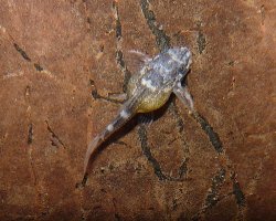 Hypancistrus sp. (L340)