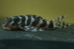 Hypancistrus sp. (L450)