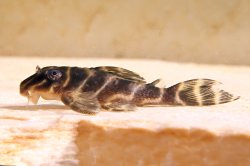 Hypancistrus sp. (L454) - Click for species page