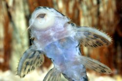 Hypancistrus yudja