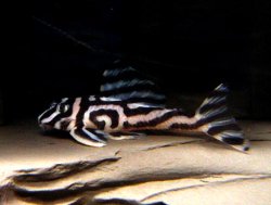 Hypancistrus zebra